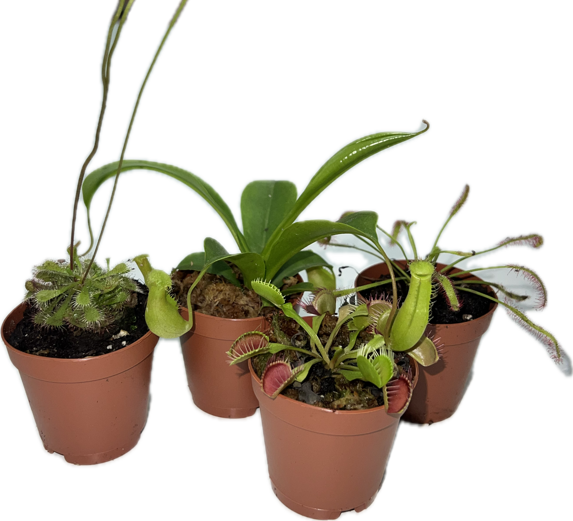carnivorous house plants near me Carnivorous Plant – The Plant Room