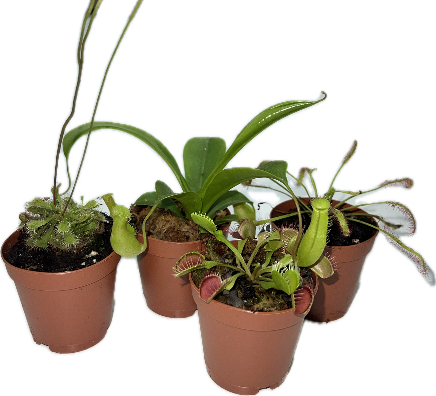 Carnivorous Plants