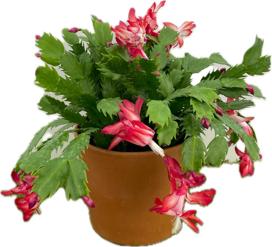 Thanksgiving Cactus 4”