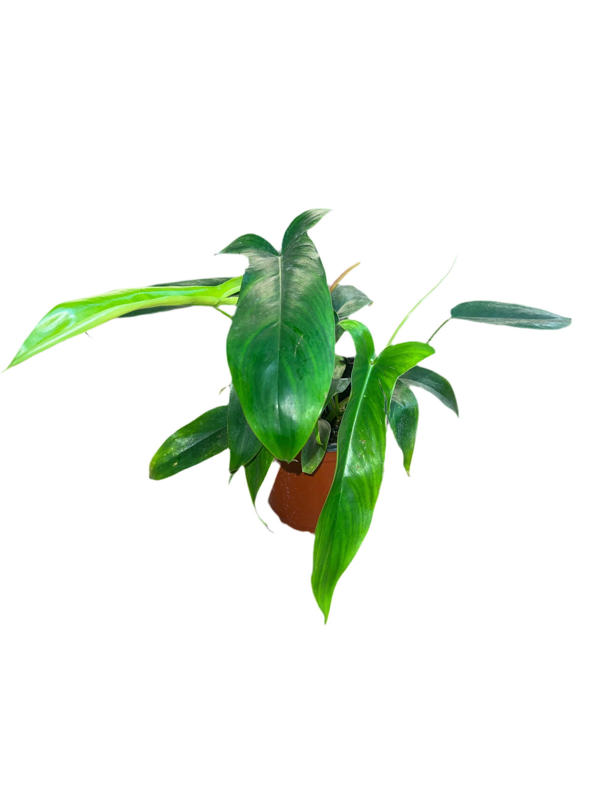 69686 philodendron Philodendron '69686' 6"