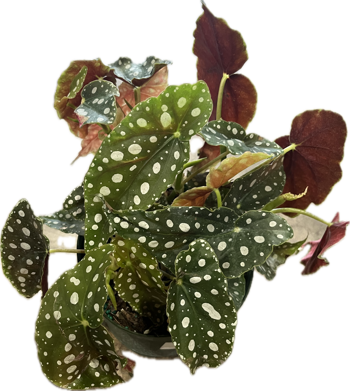 Begonia ‘Maculata’ 6"