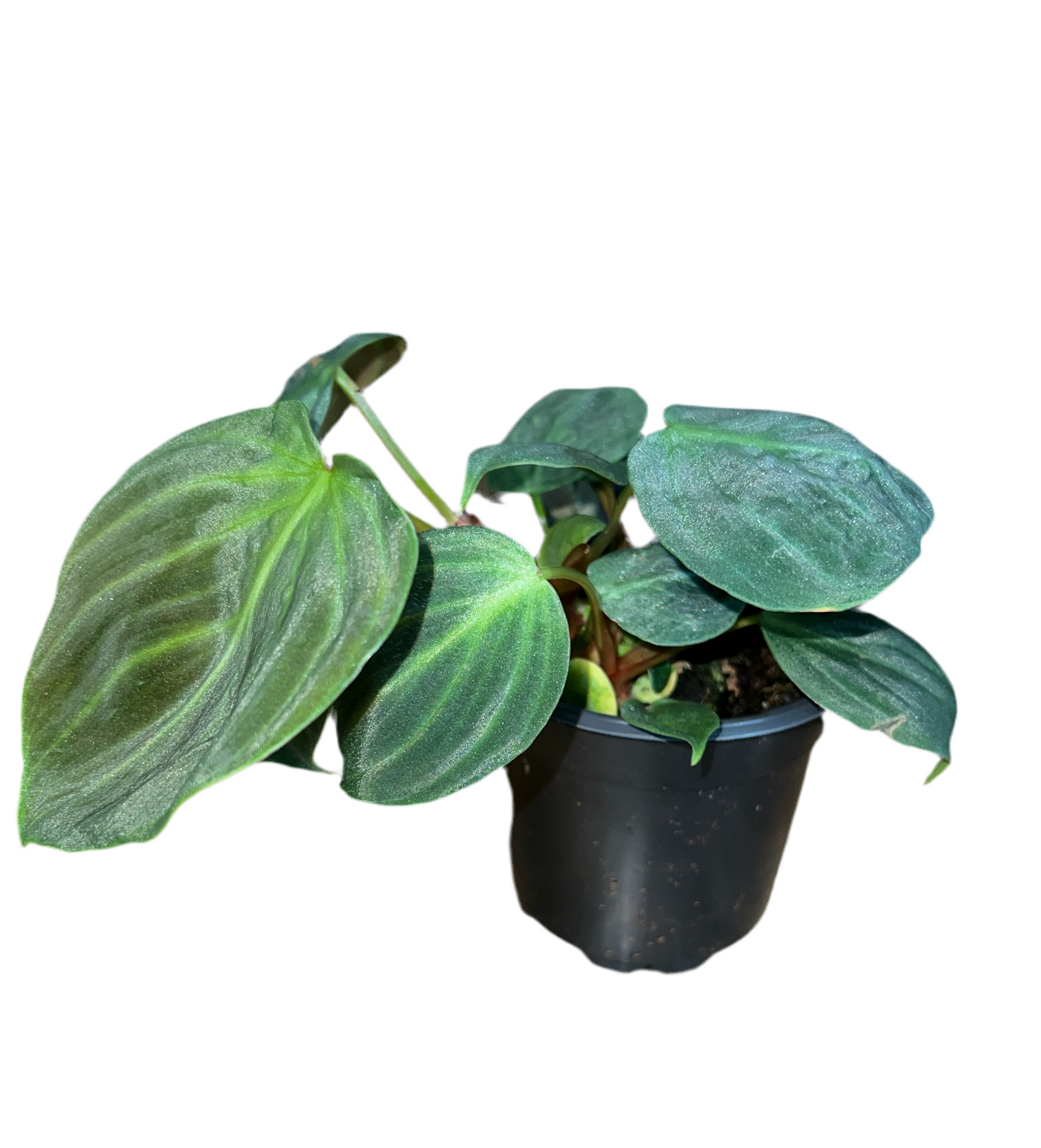 el choco red philodendron for sale Philodendron 'El Choco Red' 4” – The Plant Room