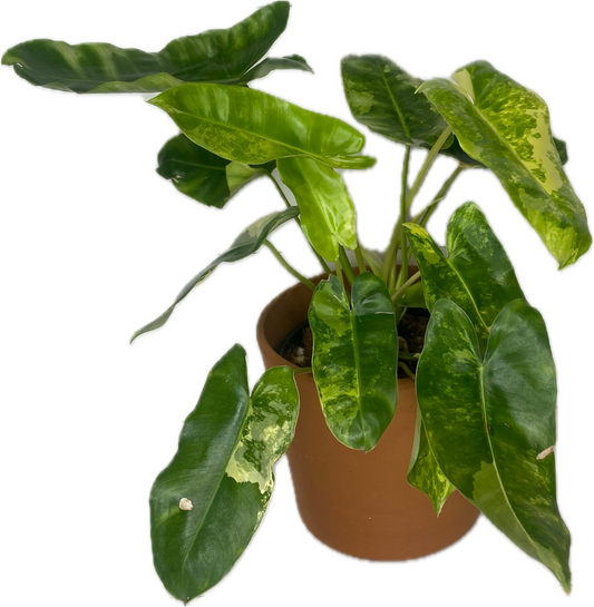 Philodendron 'Burle Marx Variegated' 6"