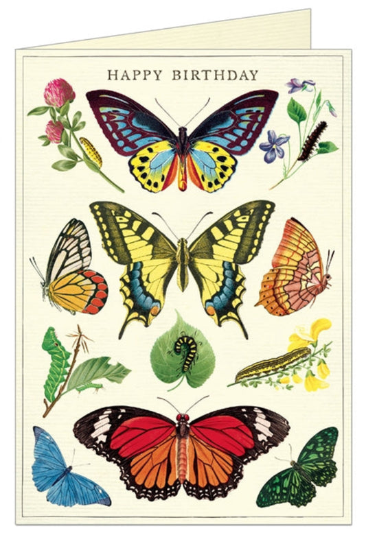 Happy Birthday Butterflies Single Greeting Card/Envelope