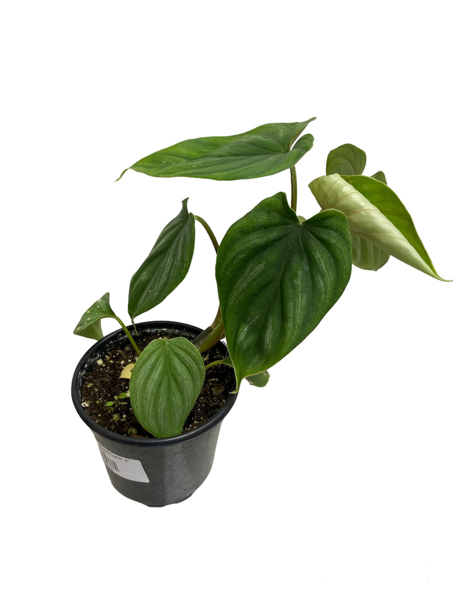 Philodendron 'Plowmanii' 4"