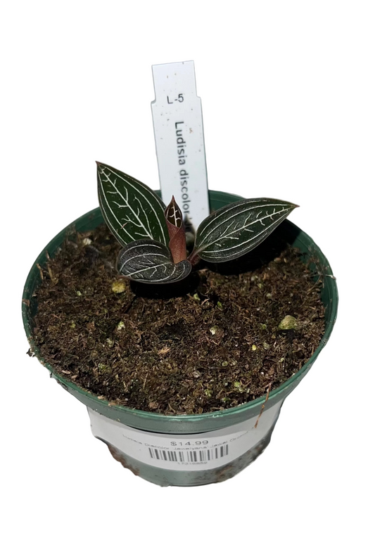 Ludisia Discolor 'Jewelyana' Jewel Orchid’ 3”