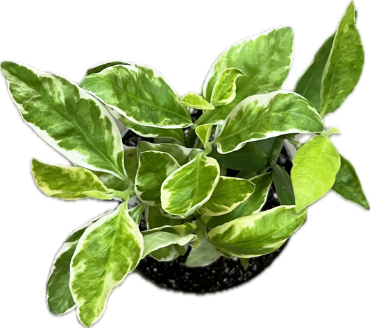 Euphorbia 'Devils Backbone' 4"