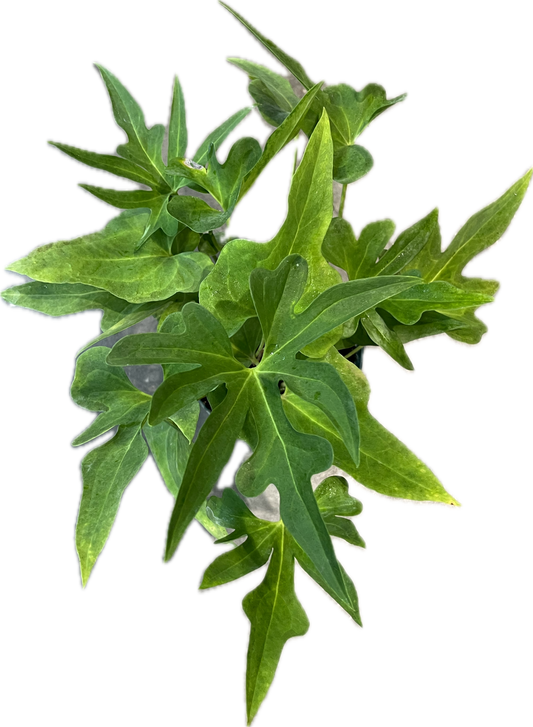 Anthurium 'Podophyllum' 6"