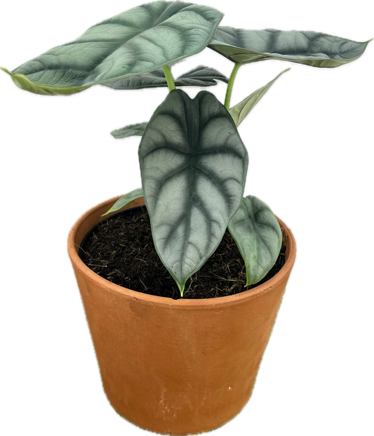 Alocasia 'Silver Dragon'