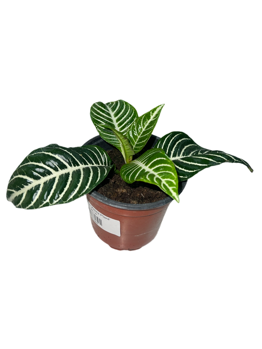 Zebra Plant