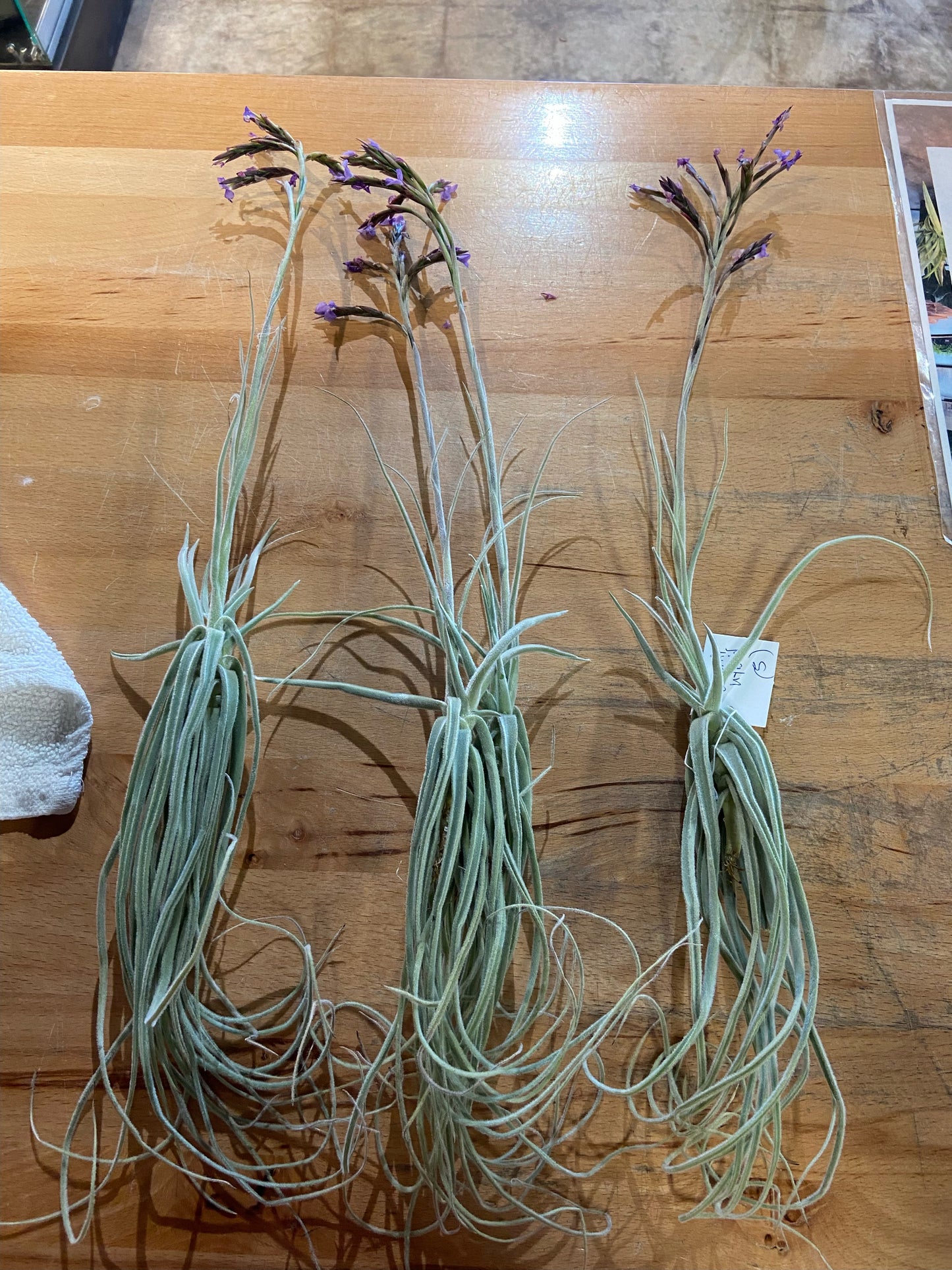 Airplants