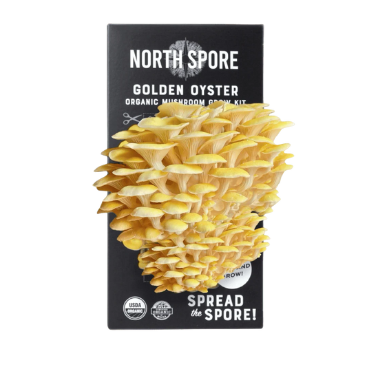 Golden Mushroom Grow Kit