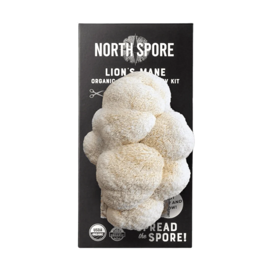 Lion’s Mane Grow Kit