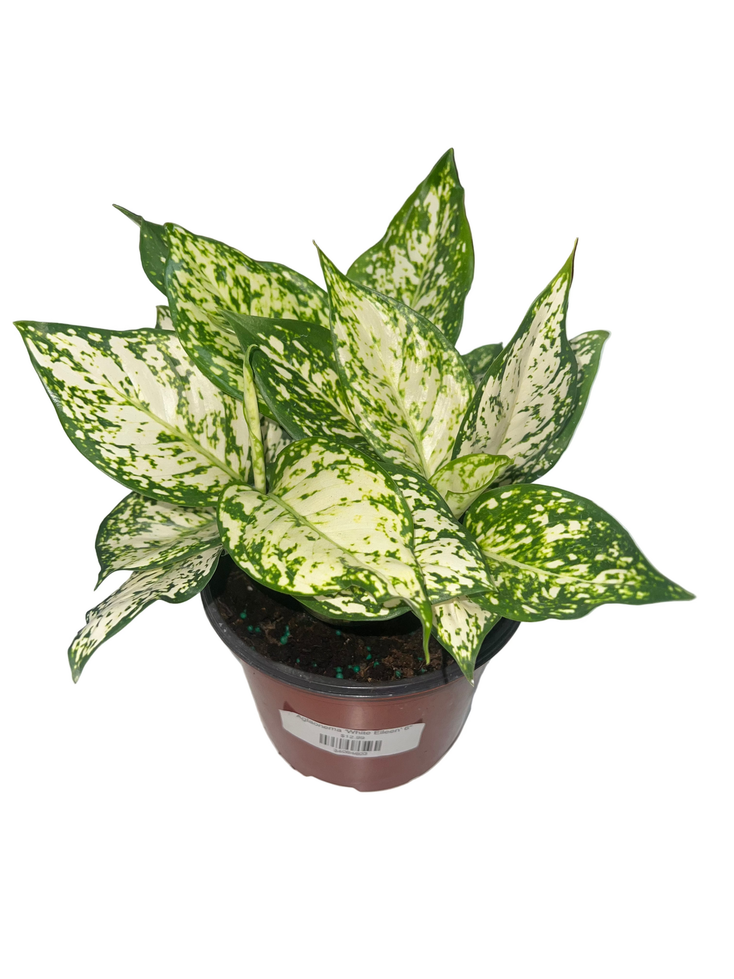 Aglaonema 'White Eileen' 6"