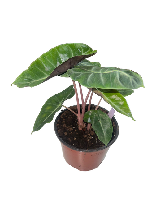Alocasia 'Morocco Pink' 6"