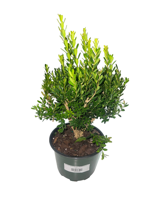 Buxus Harlandii sp. 'Tai Boxwood' 6"