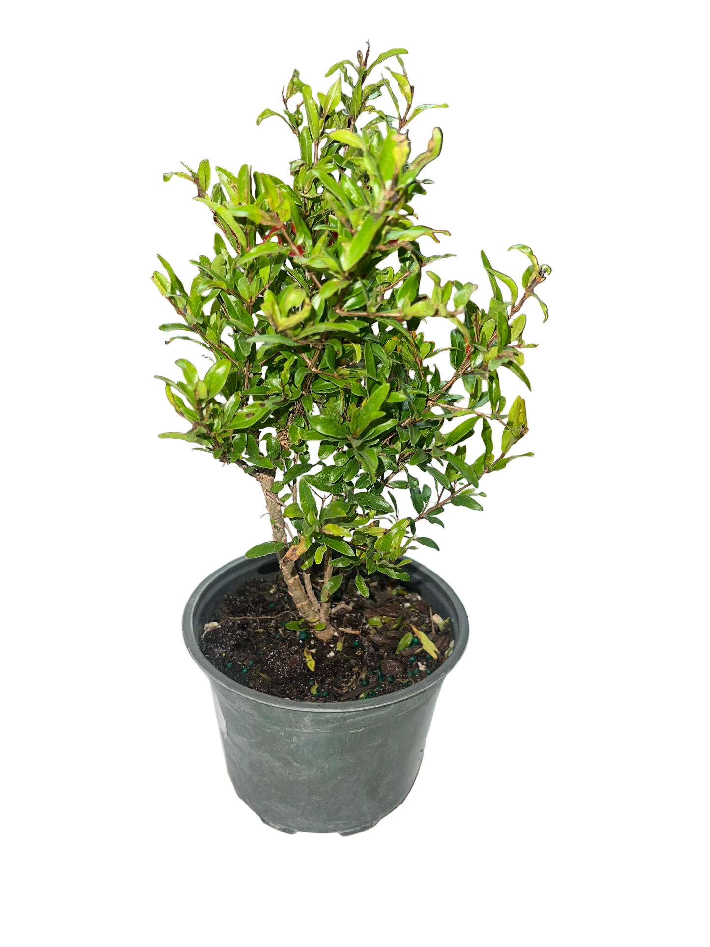 Punica Granatum Nana 'Dwarf Pomegranate' 6"