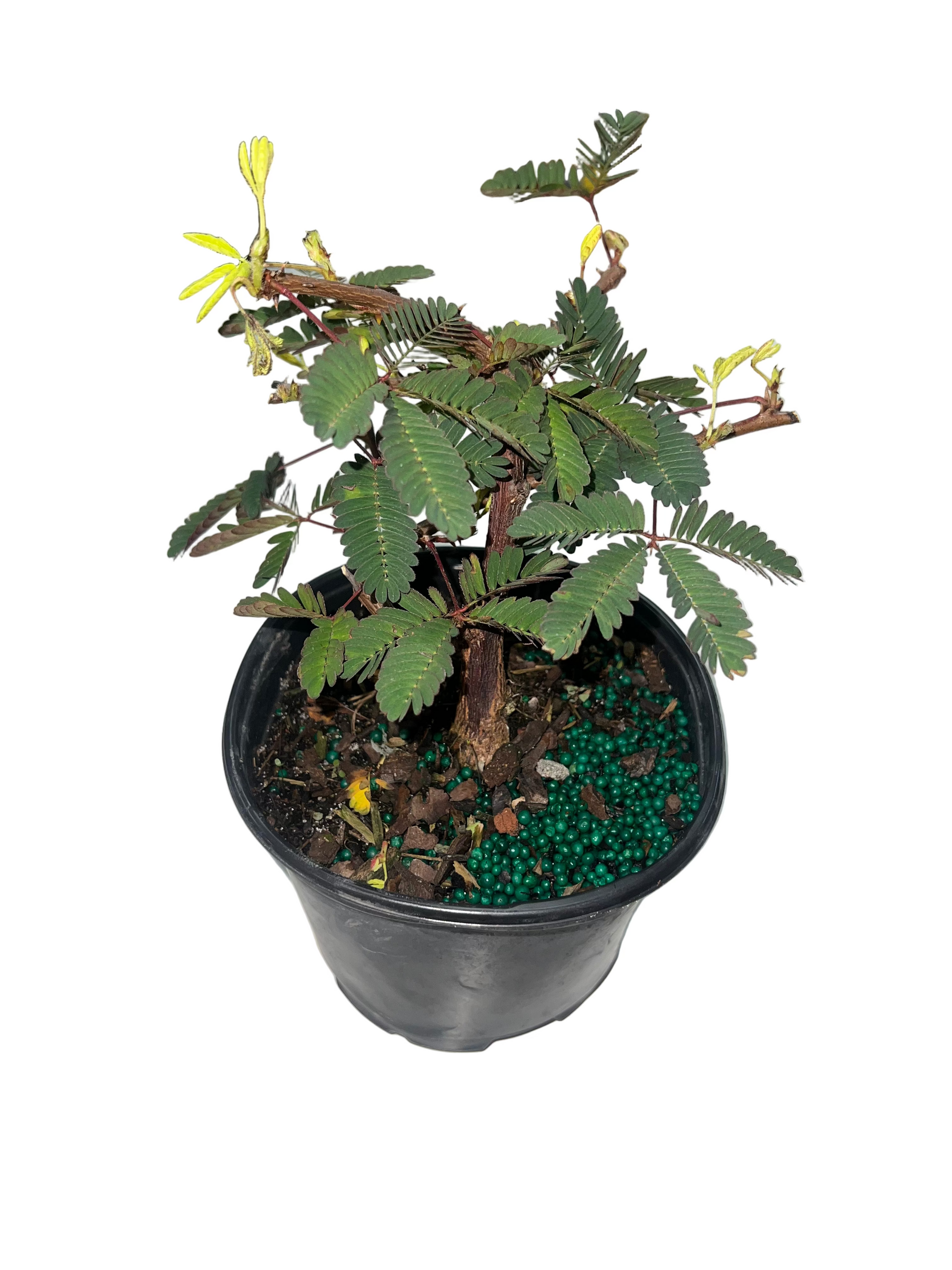 Mimosa 'Pudica Bonsai' 6  The Plant Room