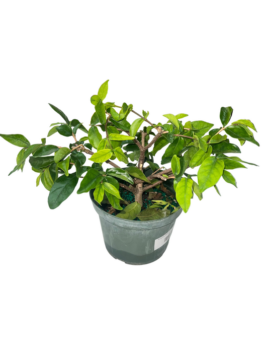 Wrightia Religiosa 'Water Jasmine' 6"