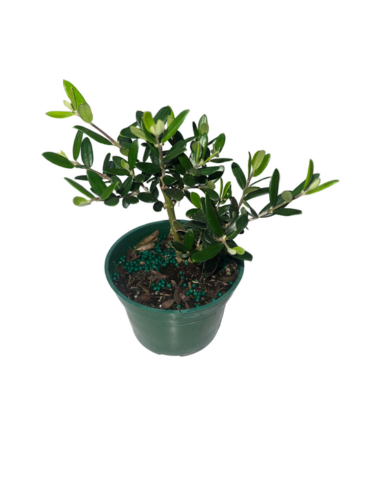 Olea Europea Arbequina 'European Olive' 4"