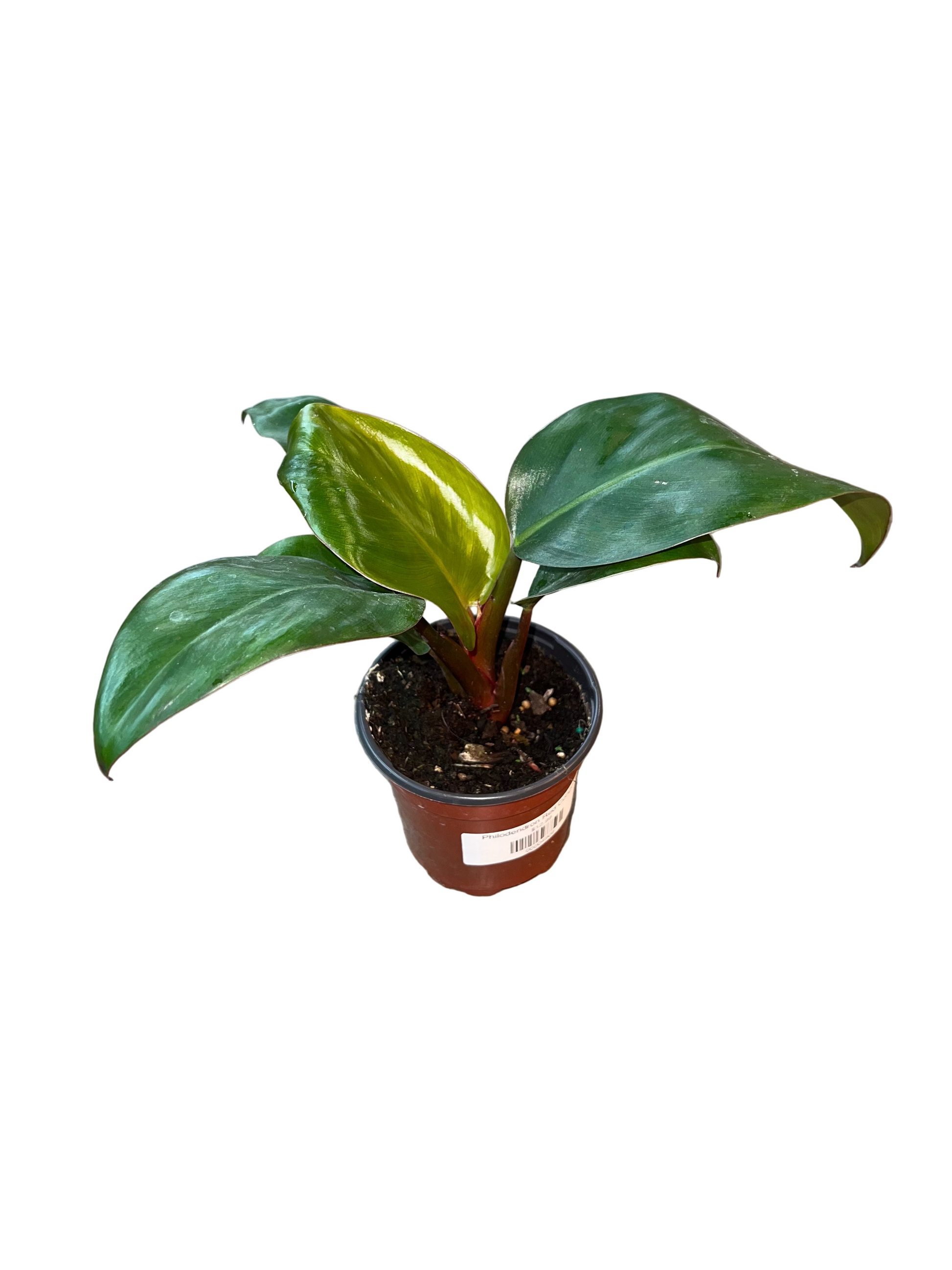 philodendron purchase Philodendron Red Congo 4”