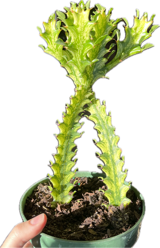 Euphorbia 'Trigona Mint Cream' 6"