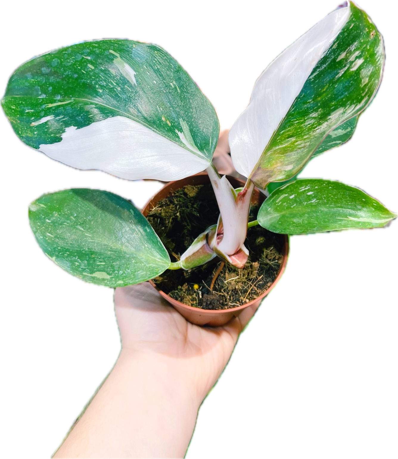 Philodendron 'White Knight' 4"