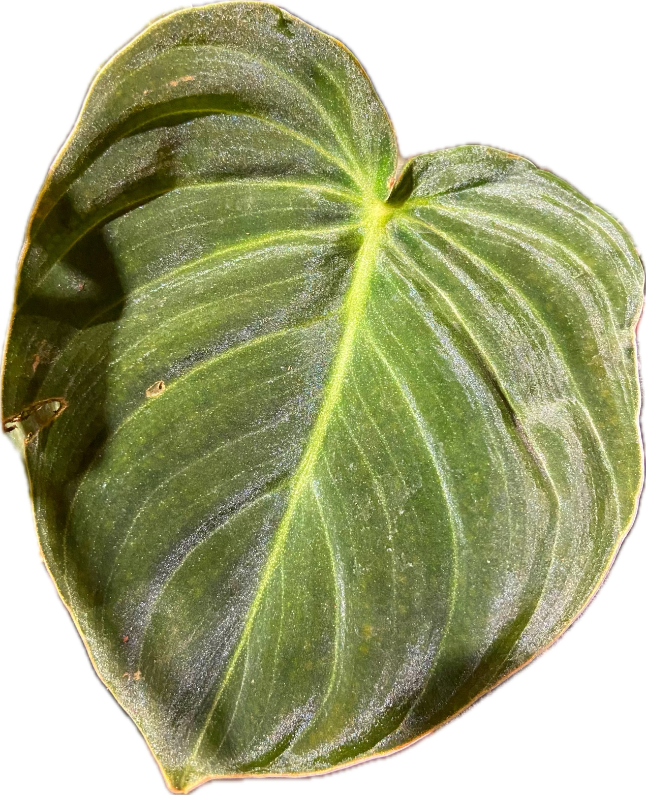 Philodendron 'Melanochrysum' 6”