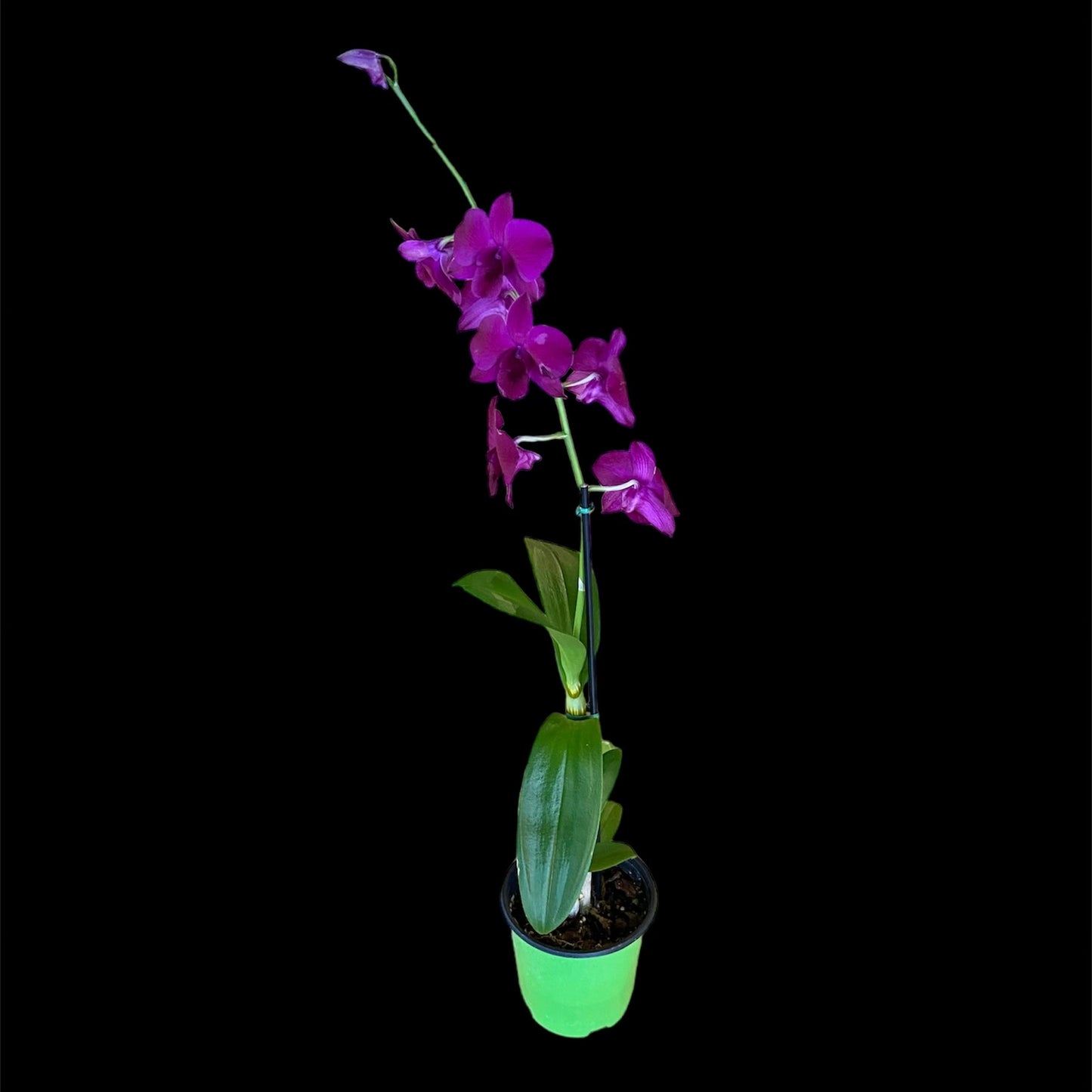 Orchid 'Dendrobium' 4"