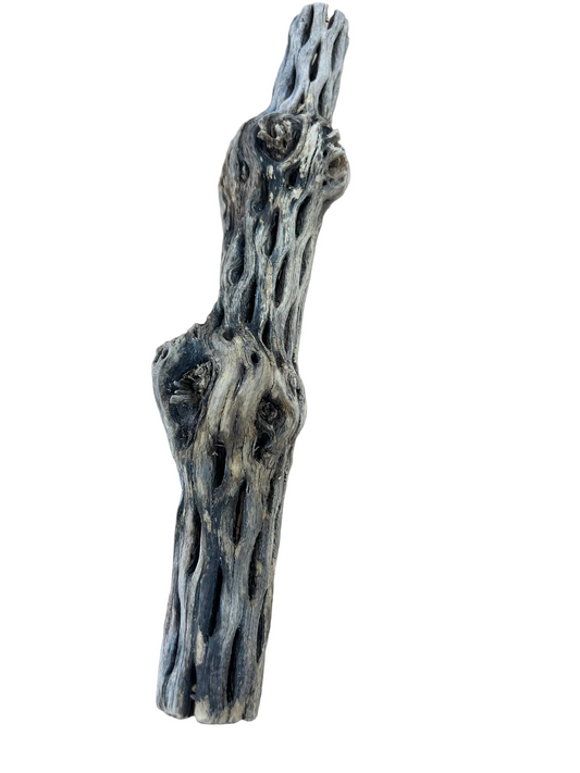 Cholla branch 12”
