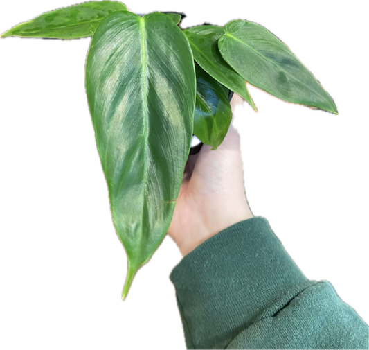 Philodendron ‘Esmereldense’ 4”