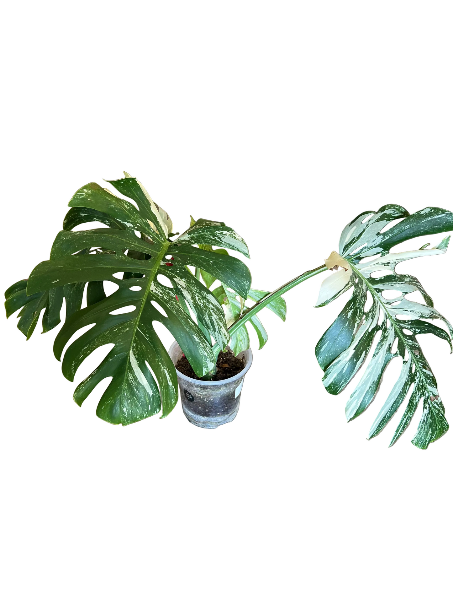 Monstera ‘Albo’