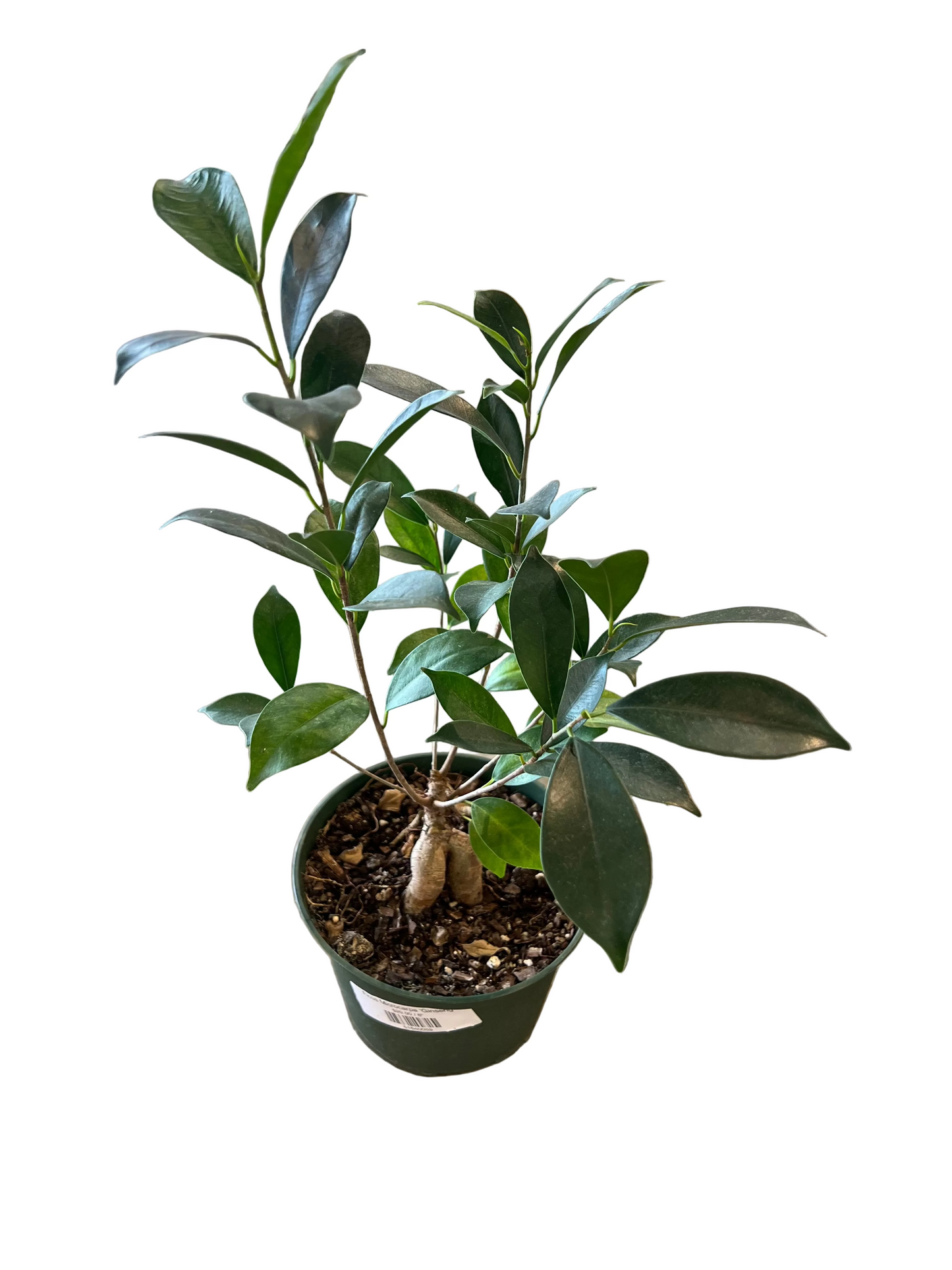 Ficus Microcarpa 'Ginseng'