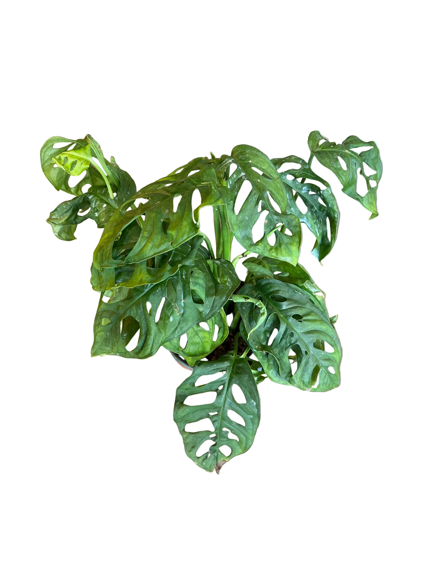 Monstera ‘Adansonii’