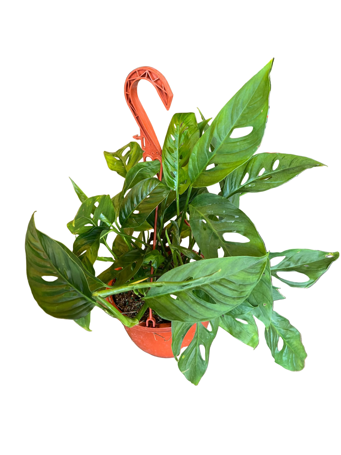 Monstera ‘Adansonii’