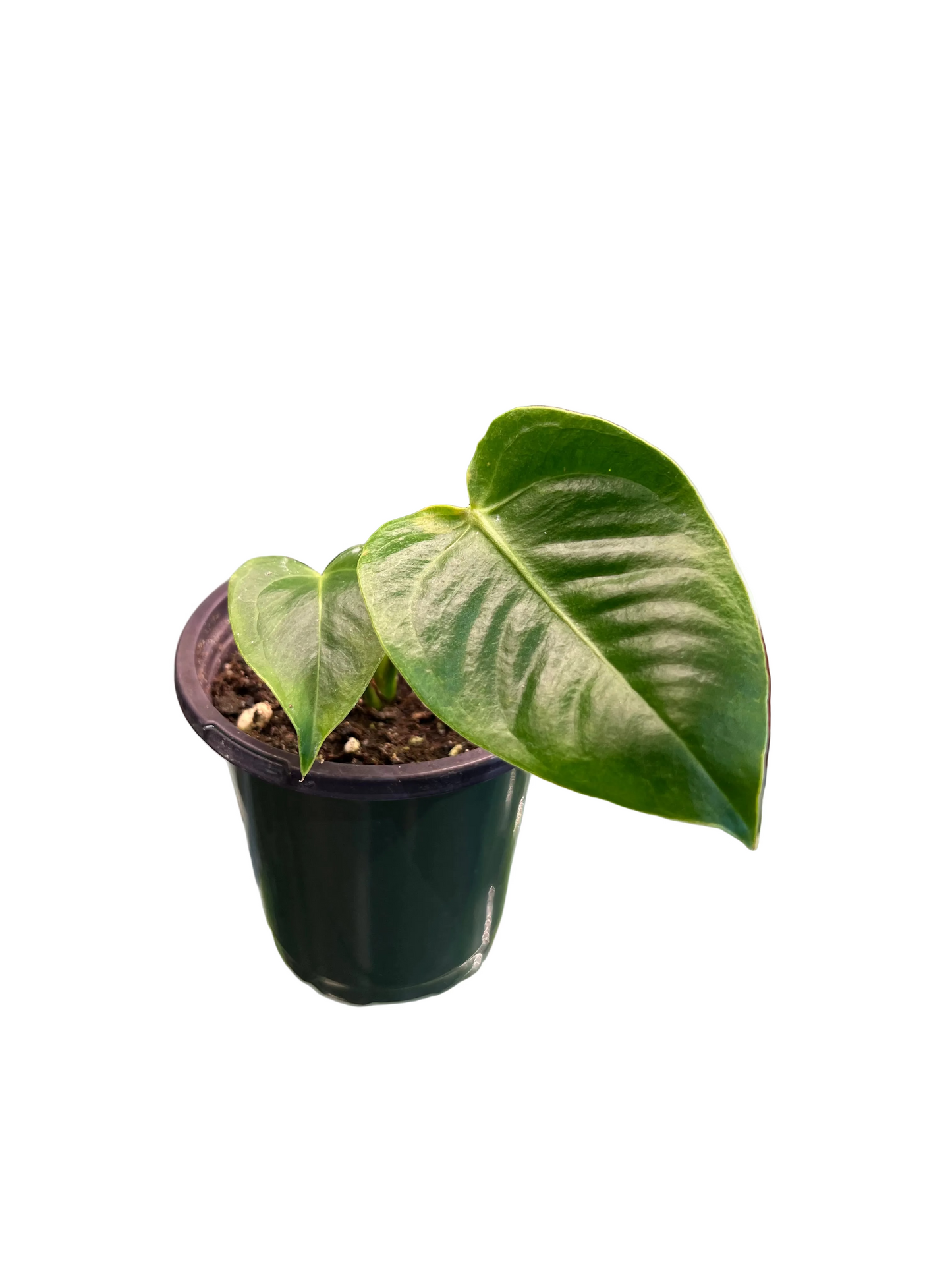 Anthurium 'Vetchii'