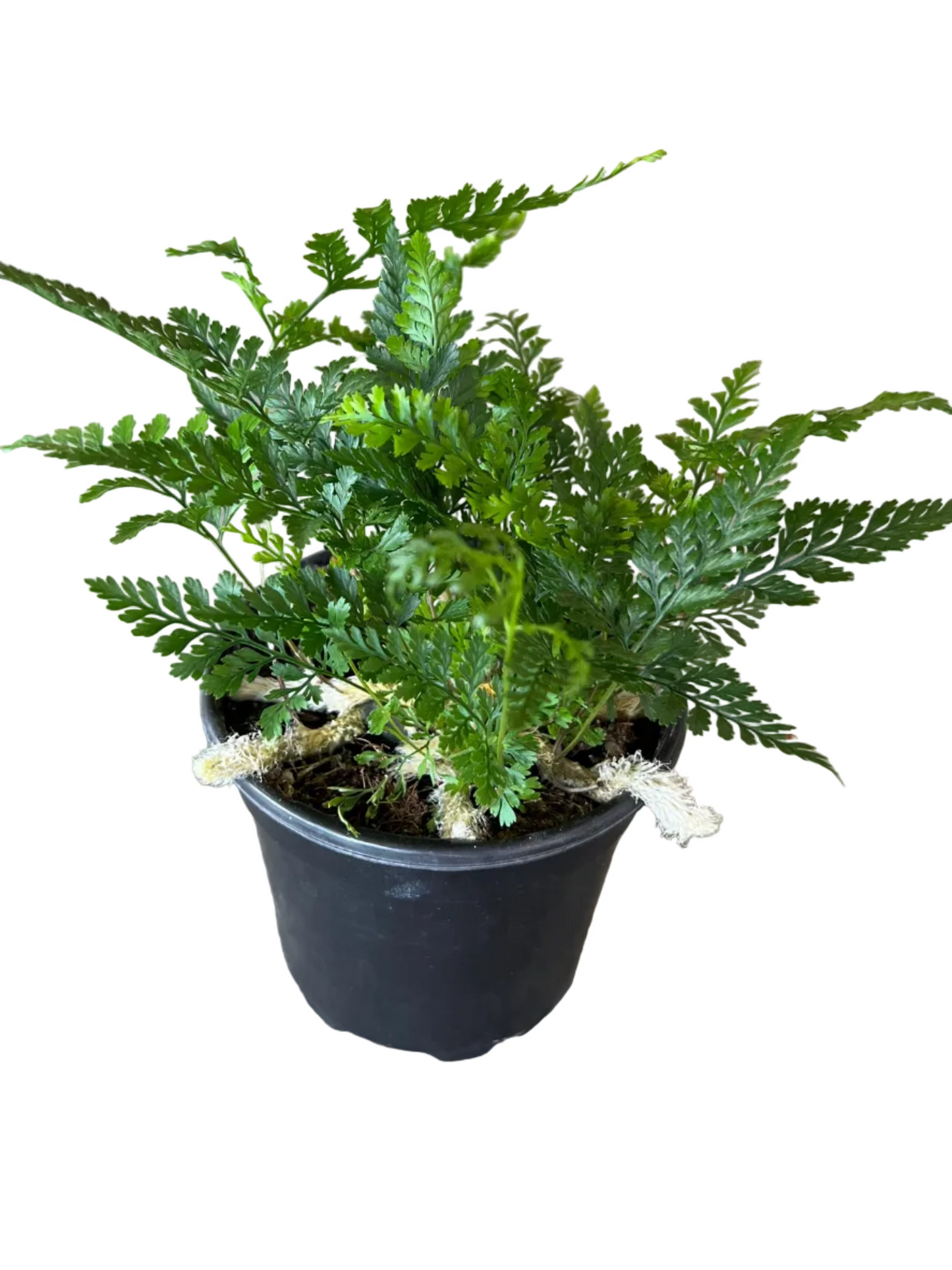 Rabbit’s Foot Fern 4"