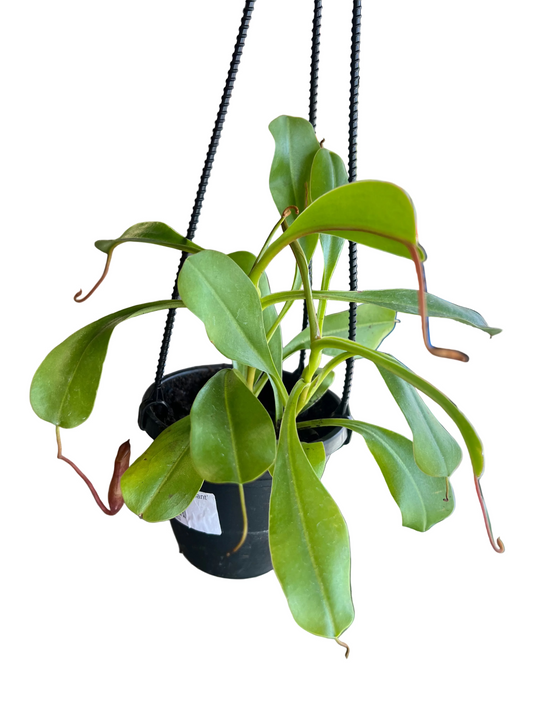 Nepenthes Alata ‘Pitcher Plant’
