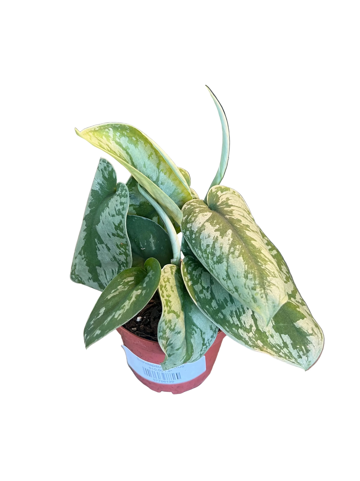 Scindapsus ‘Pictus’