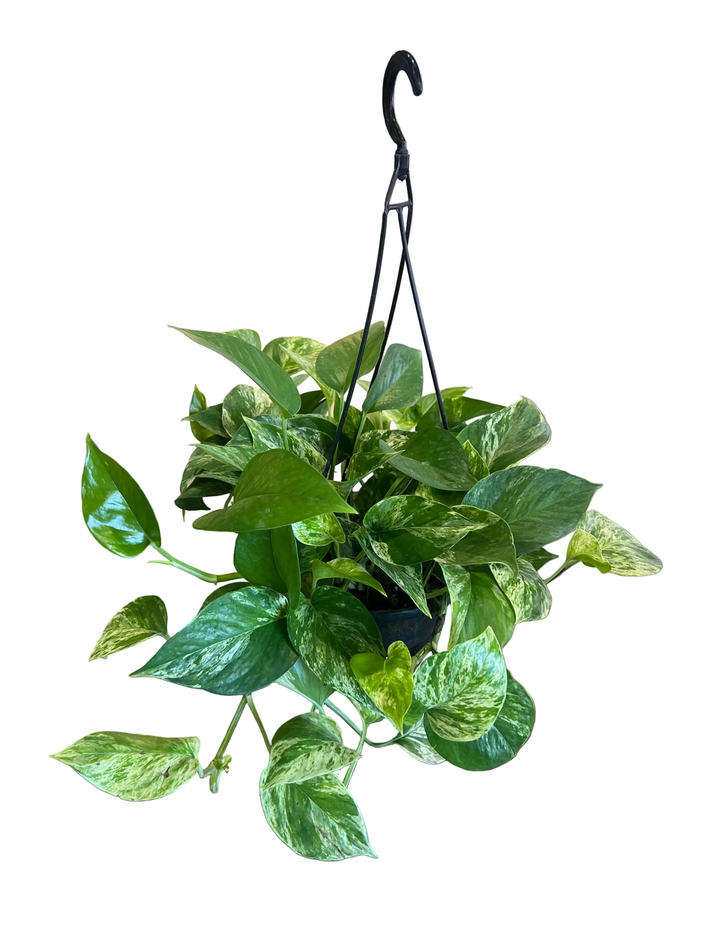 Epipremnum ‘Marble Queen Pothos’