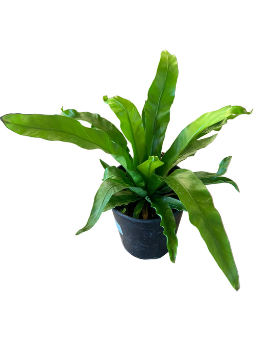 Fern Birds Nest Asst.