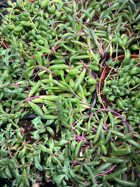 String of Things Assorted