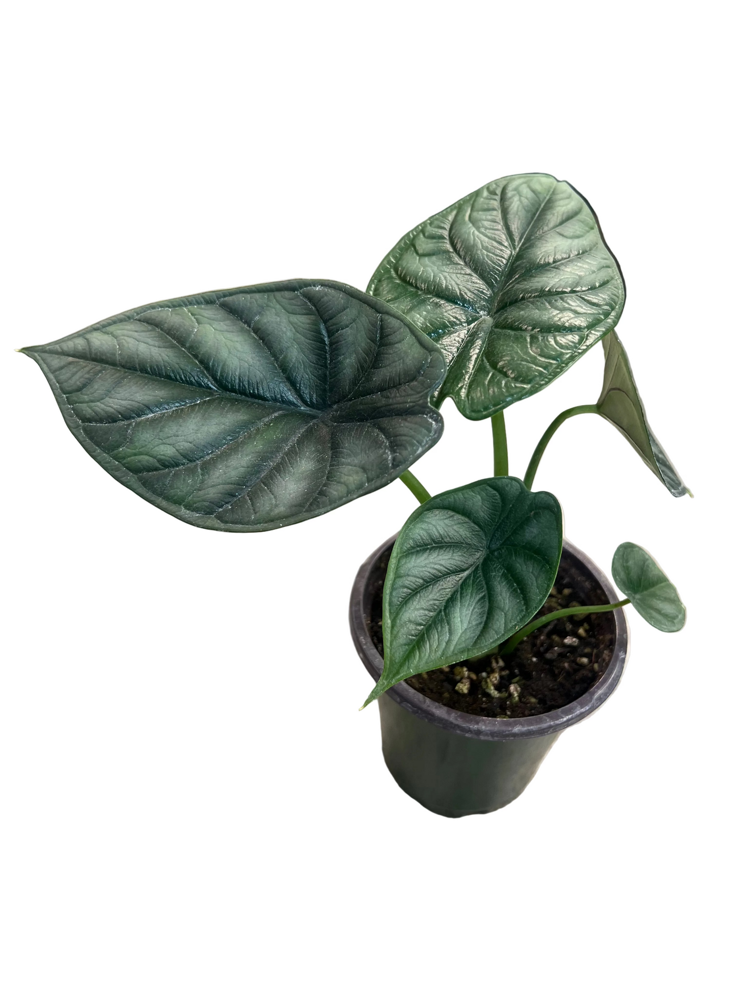 Alocasia 'Dragon Scale'