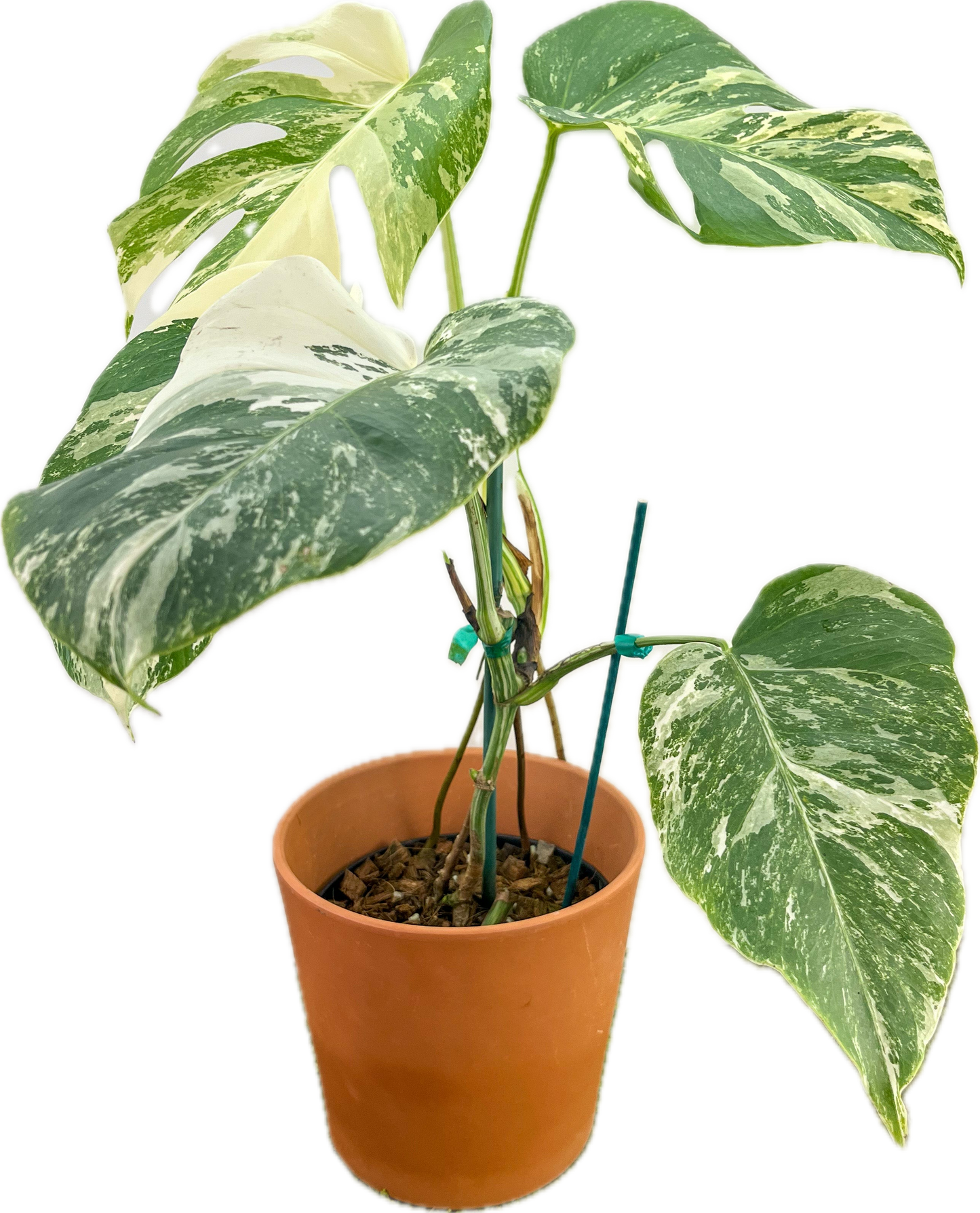 Monstera ‘Albo’