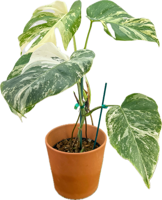 Monstera ‘Albo’