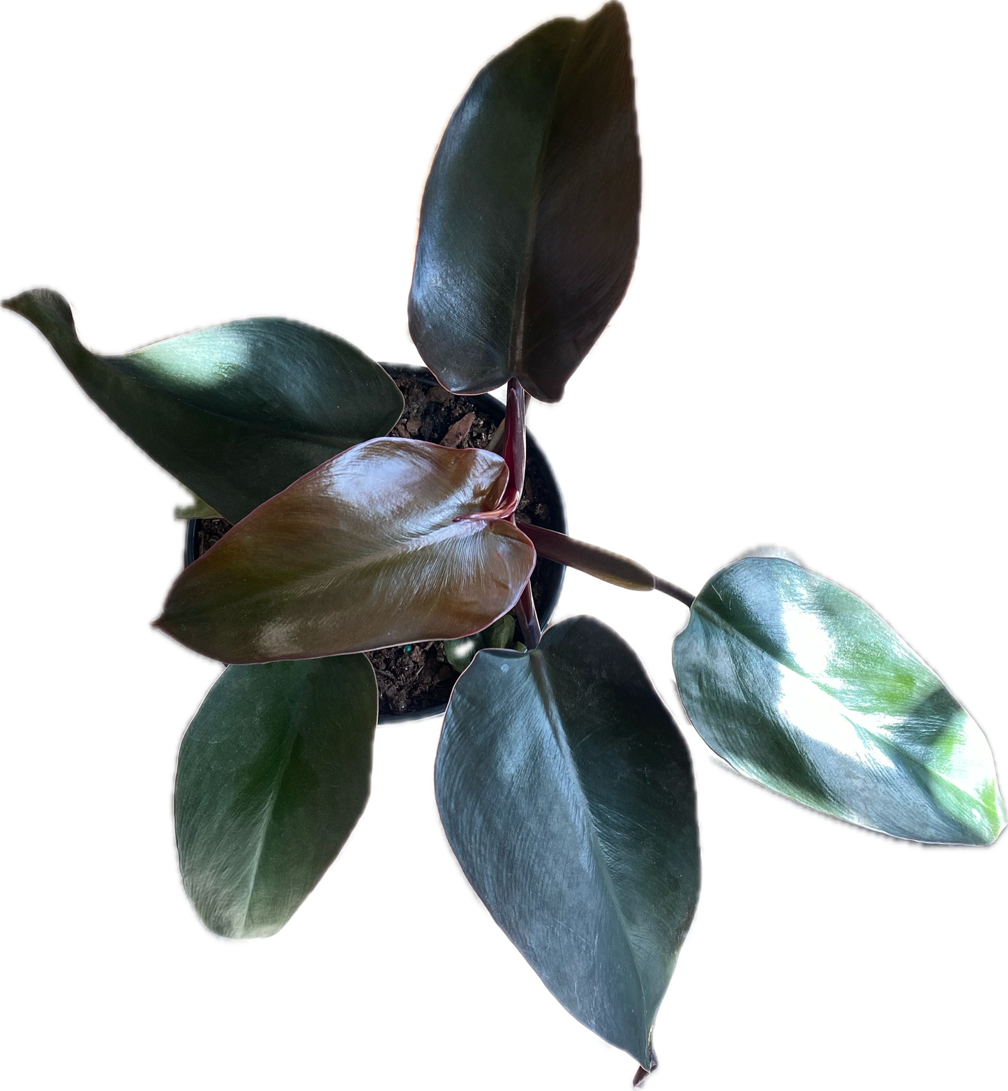 Philodendron 'Majesty' 6"