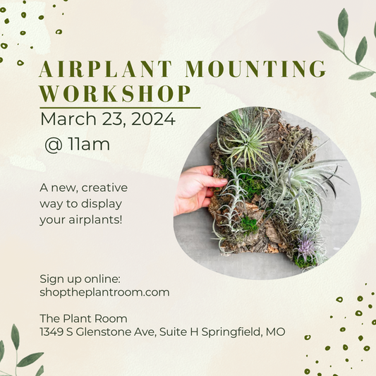 Airplant Mounting Workshop | March 23rd @ 11am