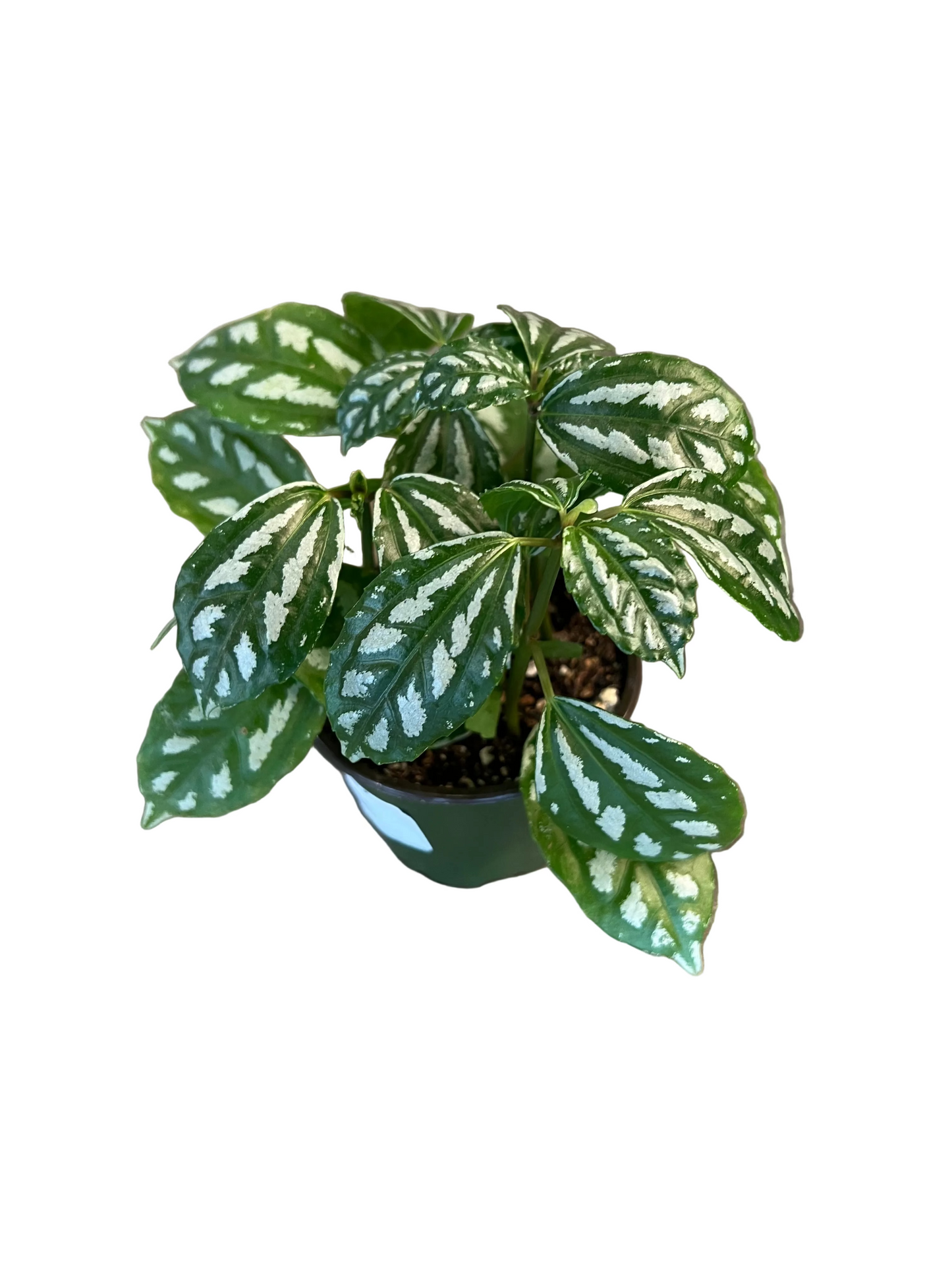 Pilea 'Aluminum'