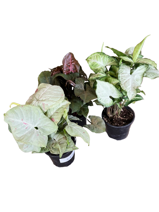 Syngonium Assorted 4"