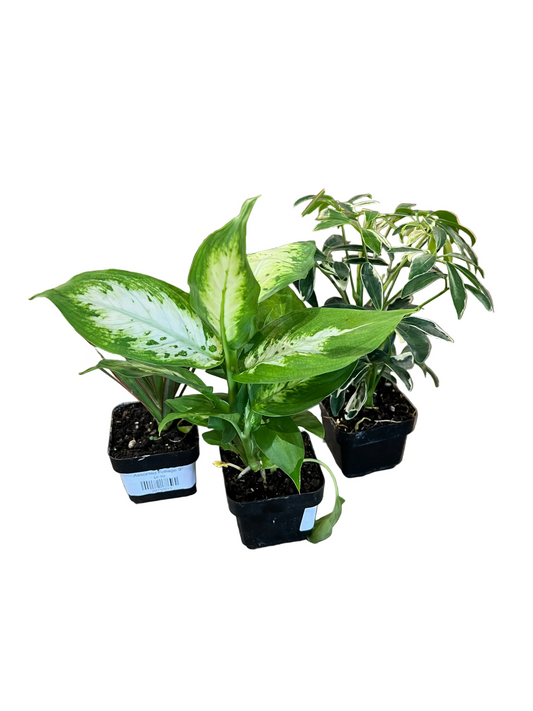 Assorted Foliage 3"
